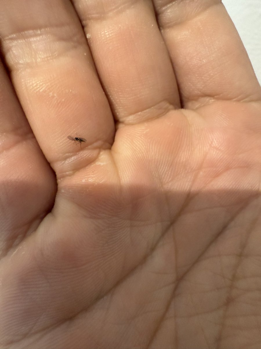 Rumeer.🤖 tweet media