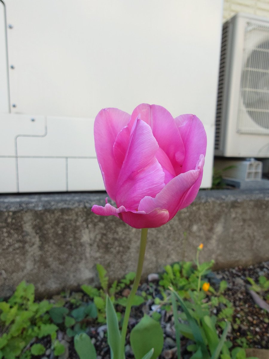 フェル tweet media