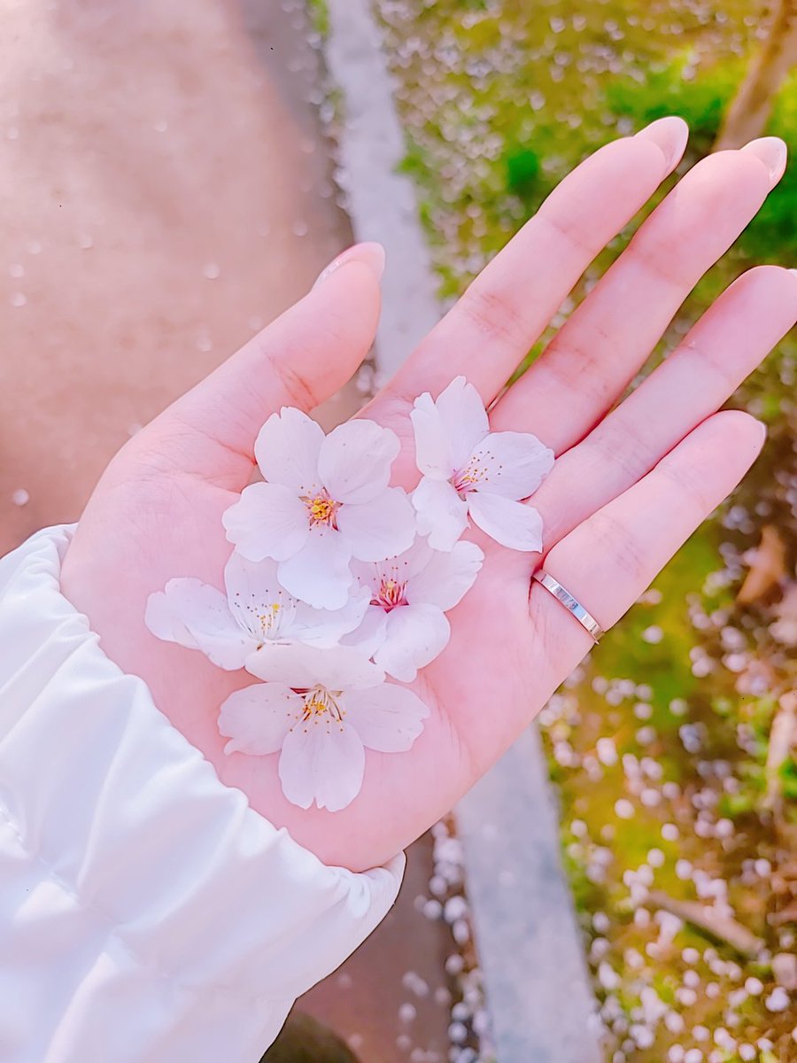 chyoling's tweet image. おは🌸