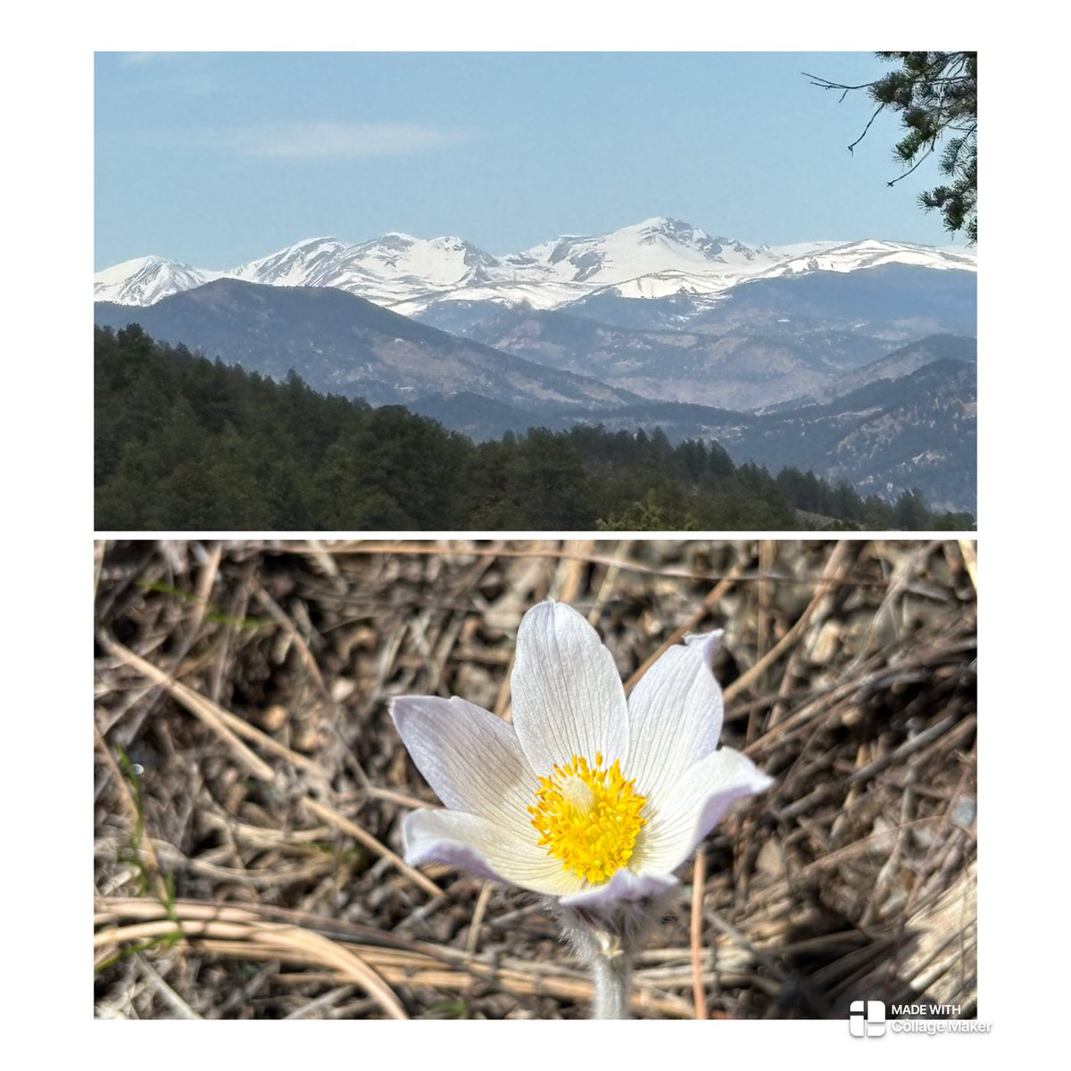 Spring in the high country air ‘Tis a Privilege👌