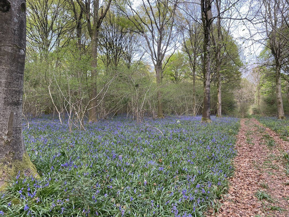 🐾 Dolly 🐾 tweet media