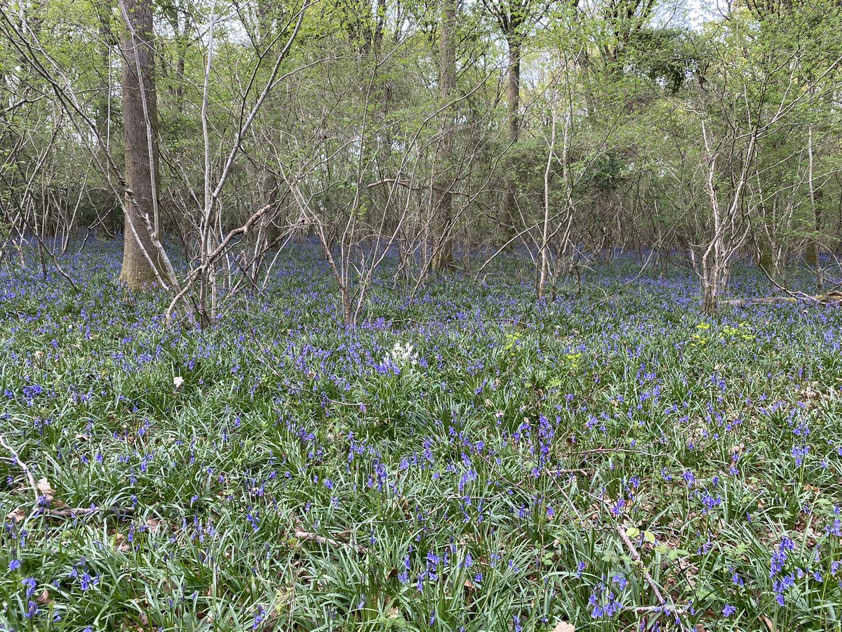 🐾 Dolly 🐾 tweet media