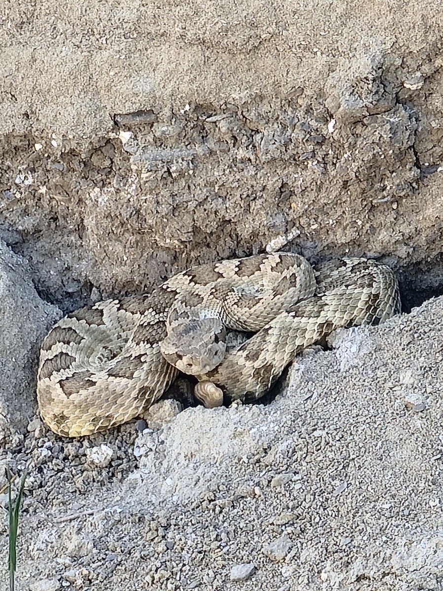 I finally saw a rattlesnake in all it's glory. Previously I had seen/heard them briefly but this guy stood still for a long time. I did not approach it. The second image is just a zoom in