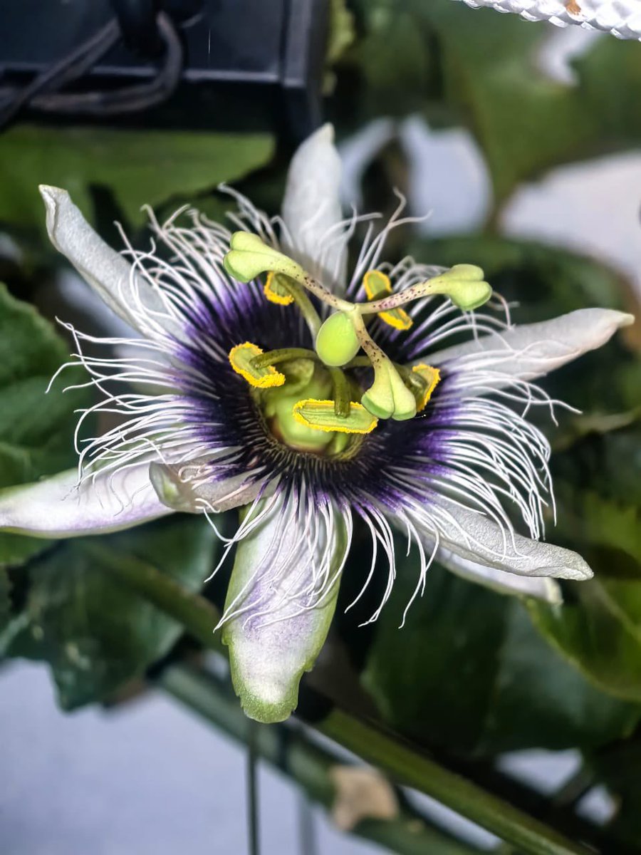 Ferochoaaa's tweet photo. Bendito sea el jardín de casa 💖 https://t.co/PNVviCTZTm