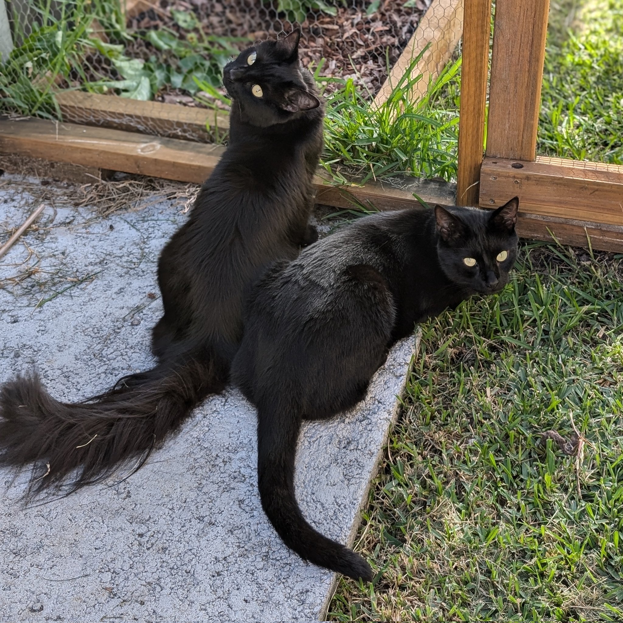 黒猫のベアモアと飼い主🇦🇺 (@bearmoablackcat) / X 黒猫のベアモアと飼い主🇦🇺 (@bearmoablackcat) / X
