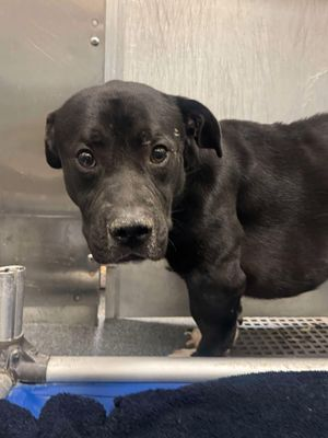 Suspense4568's tweet photo. 🆘NEED FOSTER‼️OUT OF STATE ADOPT
GRAVE DANGER PLZ PLEDGE
⚠️DIES 4/17 #DallasTX EMAIL BY 11 AM
✨Comet #A1244253
4 YR SOCIAL SWEET BOY ANIMAL CRUELTY SURVIVOR
NOT EATING DEPRESSED HAS A TEMP NEEDS OUT NOW MAY DIE
https://t.co/G3MDOEgtfP
#DogsOfTwitter #Carrollton #Frisco #dfw https://t.co/s0SkLgdexS