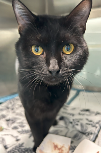 NYCDEATHROWCATS's tweet photo. THERE ARE 32 ANIMALS (11 CATS &amp; 21 DOGS)  AT RISK FOR THURSDAY 04/17/25 DEADLINE IS NOON. PLEASE SHARE, FOSTER, ADOPT, TAG FRIENDS, POST TO SOCIAL MEDIA SITES, PLEDGE TO  HELP SAVE THEIR LIVES. NEW PHOTOS. https://t.co/Rt2PL8RaPy https://t.co/USjfHlrJL1
