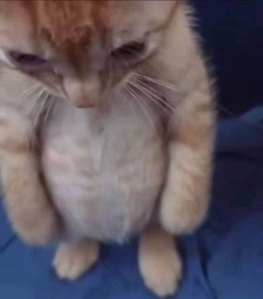 1 ano de celibato… tô igual esse gato: triste, carente e de pé sem motivo."