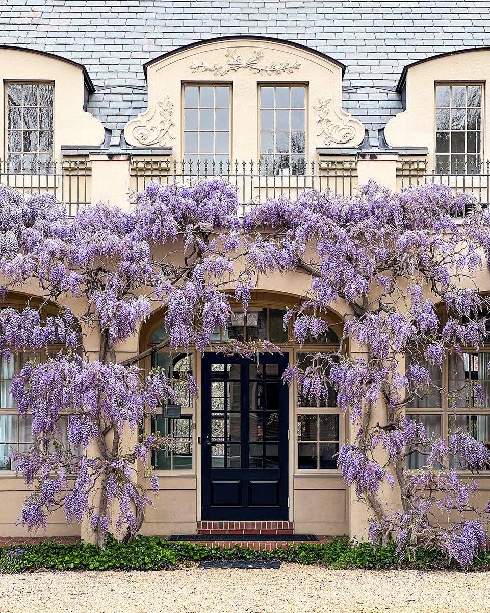 If you need us, we'll be daydreaming under the wisteria at @dumbartonoaks 💐✨

📸: pharipedia on IG 💜 

#georgetowndc #dumbartonoaks #wisteria #wisteriahysteria #washingtondc #springvibes