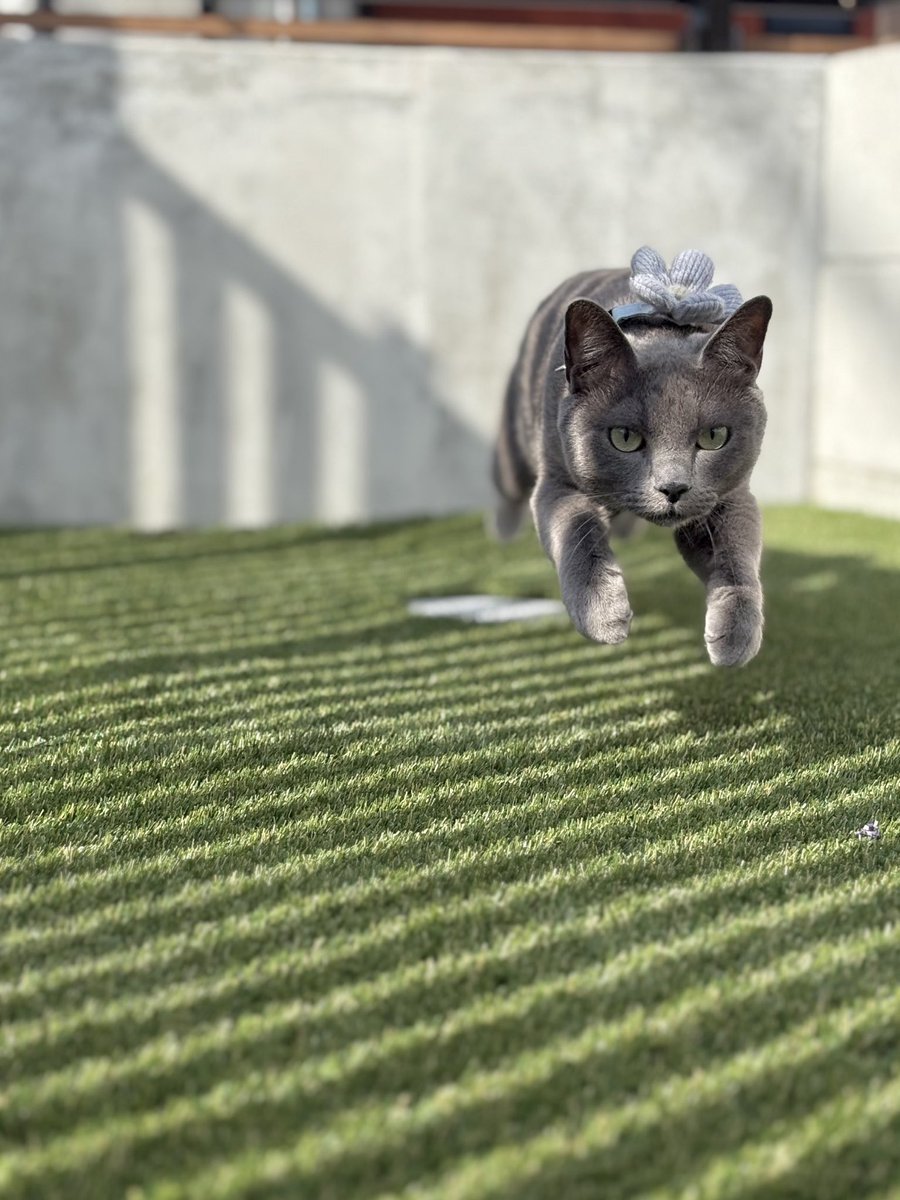 マタタビ喰ってる場合じゃねぇ！！