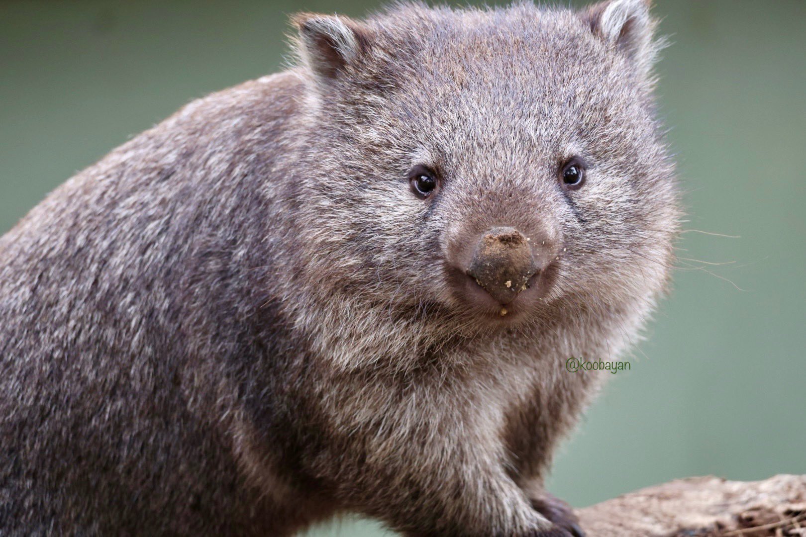 ウォンバット様 wombatwednesday - Search / X
