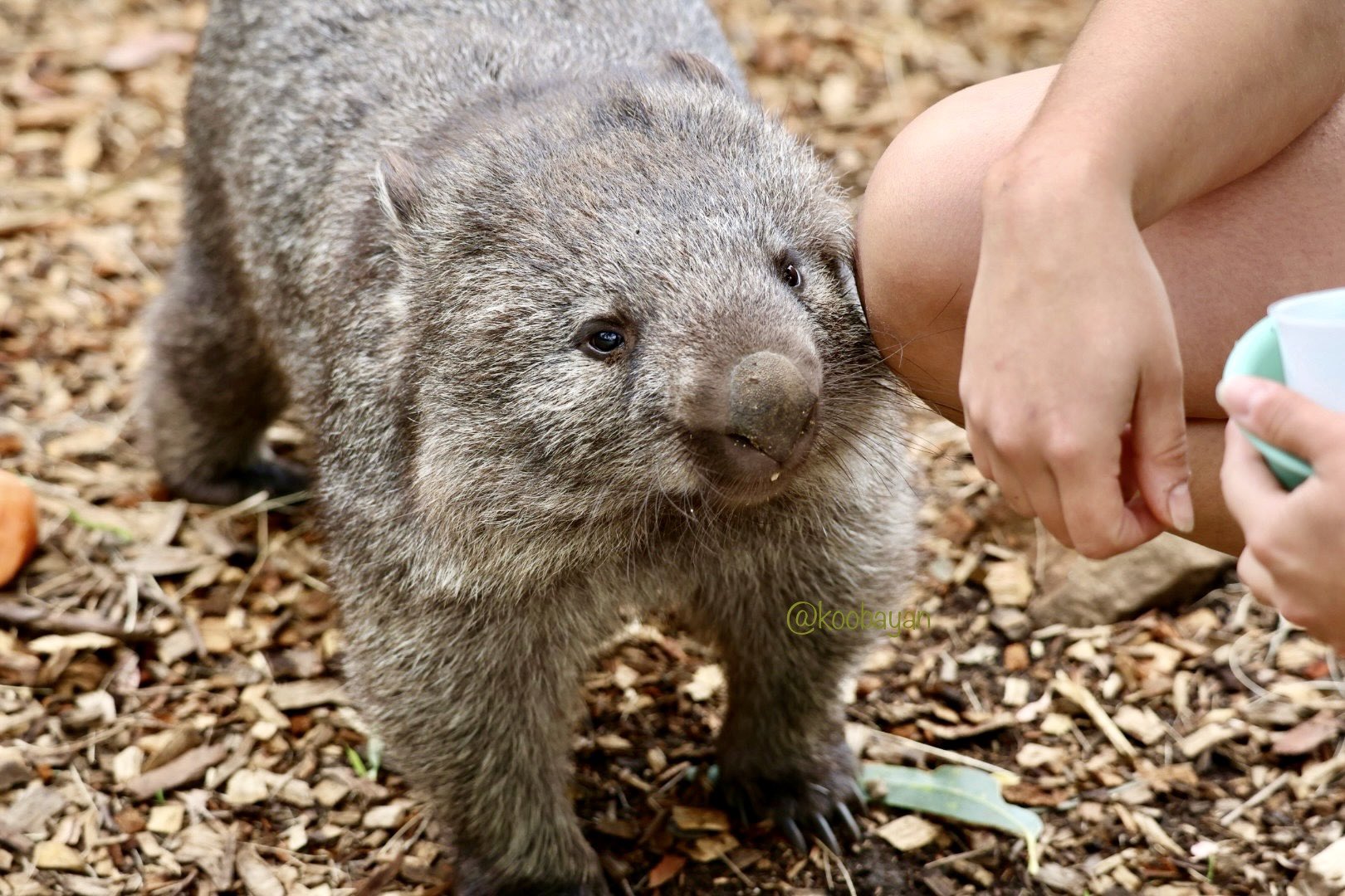 wombatwednesday - Search / X