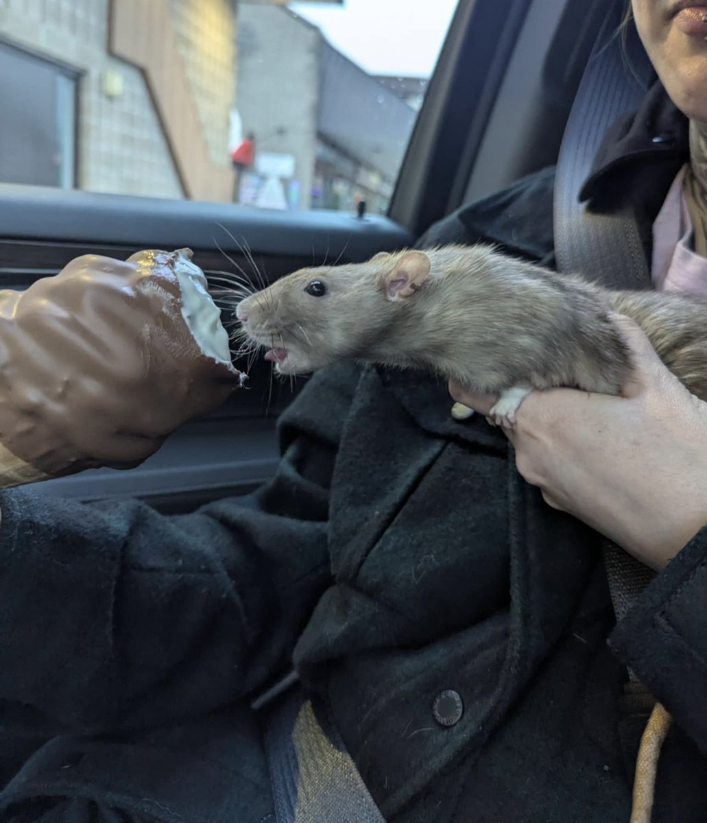 쥐배자 tweet media