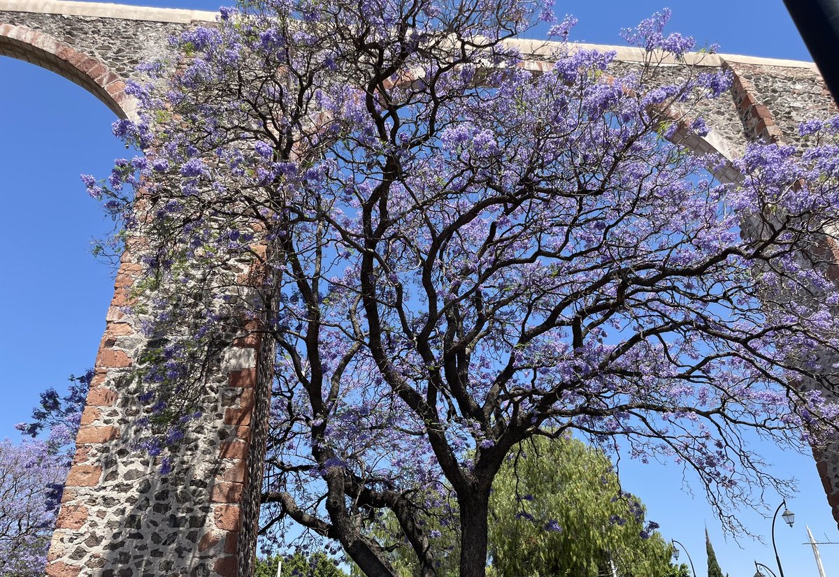 CabelloYes's tweet photo. #JacarandaAzteca 
@RicardoBSalinas 
@MLSSalinas
@JorgeNikaidoB 

https://t.co/gKAWpU8Wuc https://t.co/a7PxN9iOdP