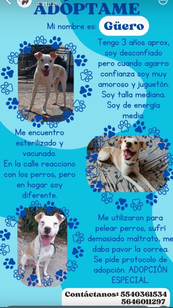 diana_dfc's tweet photo. Por favor comparte, tenemos muchos perritos esperando hogar 🏠 https://t.co/9IJrAlGafN