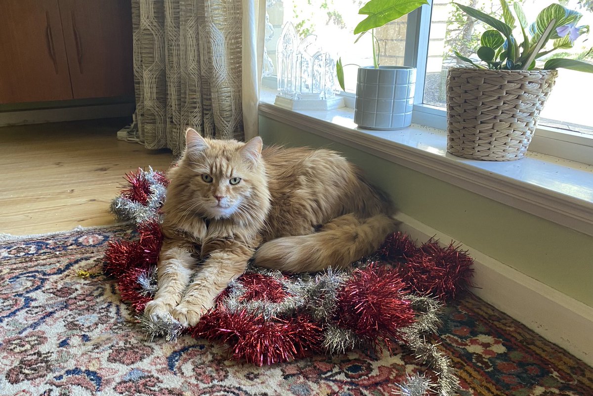 barbwodecki's tweet photo. RIP Carter . 8 years with us after a long time of stray/unwanted life. He had FIV and ended up with a nasty cancer in the throat but loved to eat, sit on tinsel, sit on cardboard, eat whipped cream from a can. #cat https://t.co/z7zW73pxw3