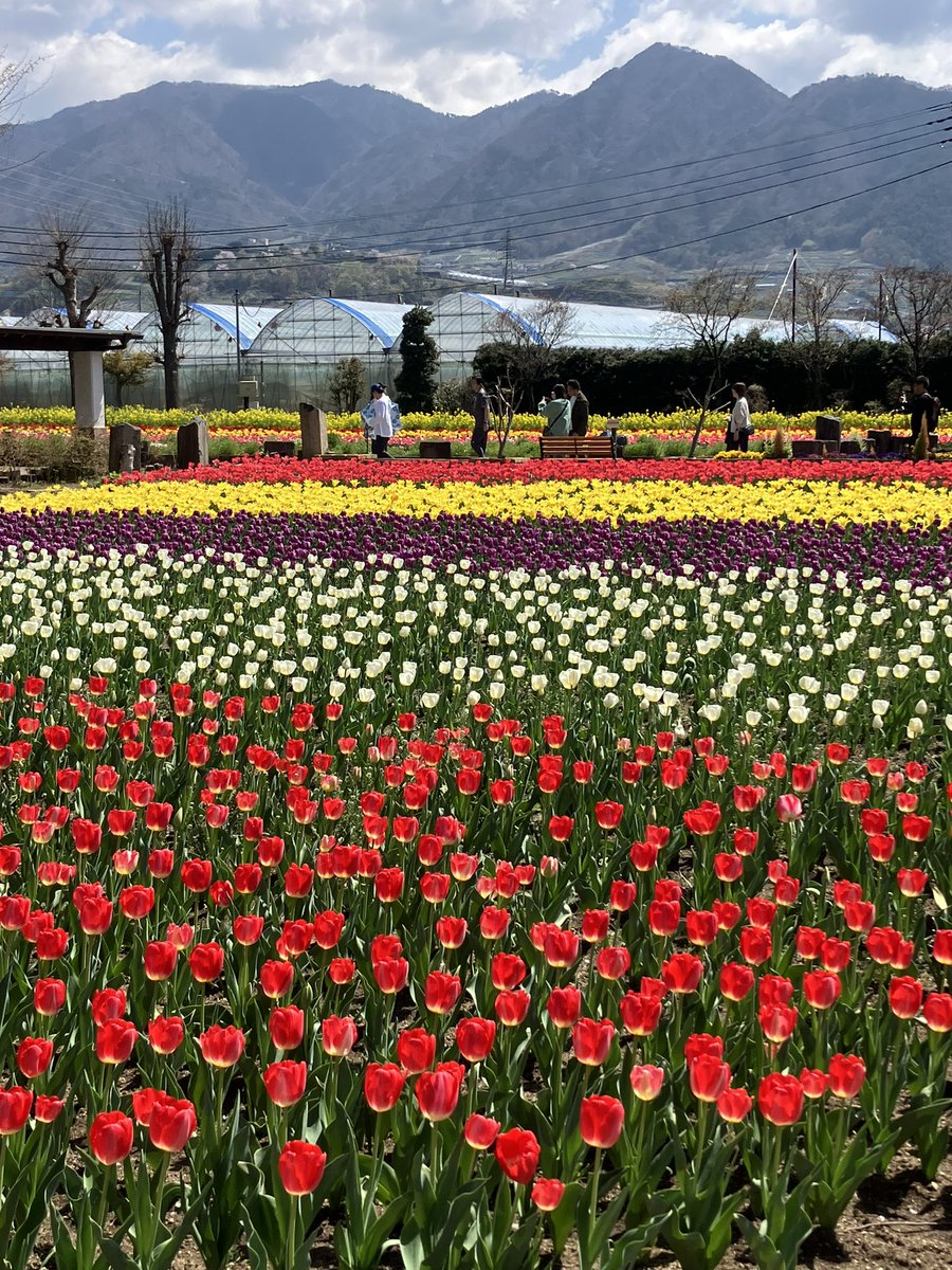勝沼町内のハーブ園であります。チューリップが見事ですね。この後も５月には薔薇、夏には向日葵と年中整備された庭園が見学出来ます。しかも駐車場も入場も無料。併設されたお土産屋やソフトクリーム店などの誘惑に負けなければ全部無料。しかし大抵の皆さんは負けているようですが。