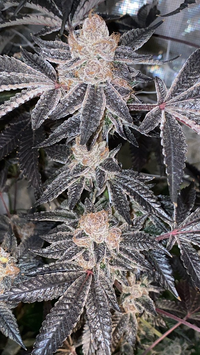 GREASi_Genetics's tweet image. Greasi Cut Lemon Cherry Gelato 
🍋🍒🍨 more candy, more frost, more power.