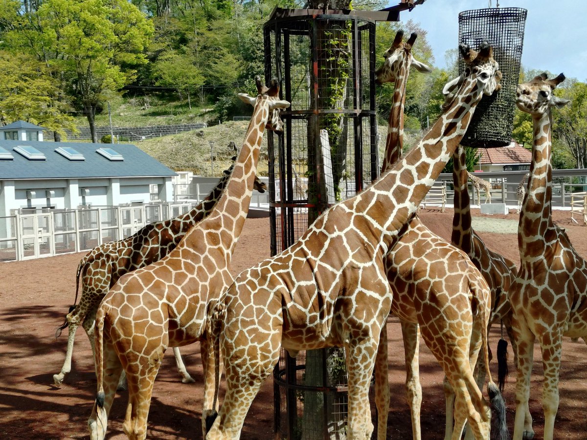 JalRunrun's tweet photo. 多摩動���園！
キリンがたくさーん！コキリンも超カワイイ https://t.co/1ZbLInwdPc