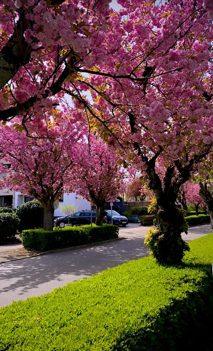 パティ🥰。 (@mdjdnt) on Twitter photo 