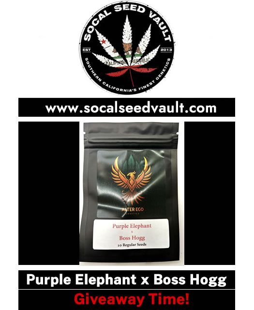 🔥 Giveaway Time! Road to 420 🔥

Giveaway 3 of 5. Giving away Jojo Rizo's (RIP) Purple Elephant x Boss Hogg (Chem 4 BX1) by Cali Connection. I guess a Grape Stomper repro. From my personal vault 😉

To Enter: Tag 2 friends, Like, Share and Follow

Ships 🌎. Good Luck 🔥 B ~ SSV