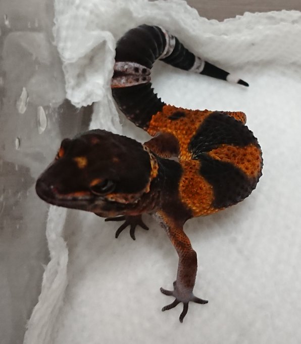 David Smith (@davidsmith1084) on Twitter photo 