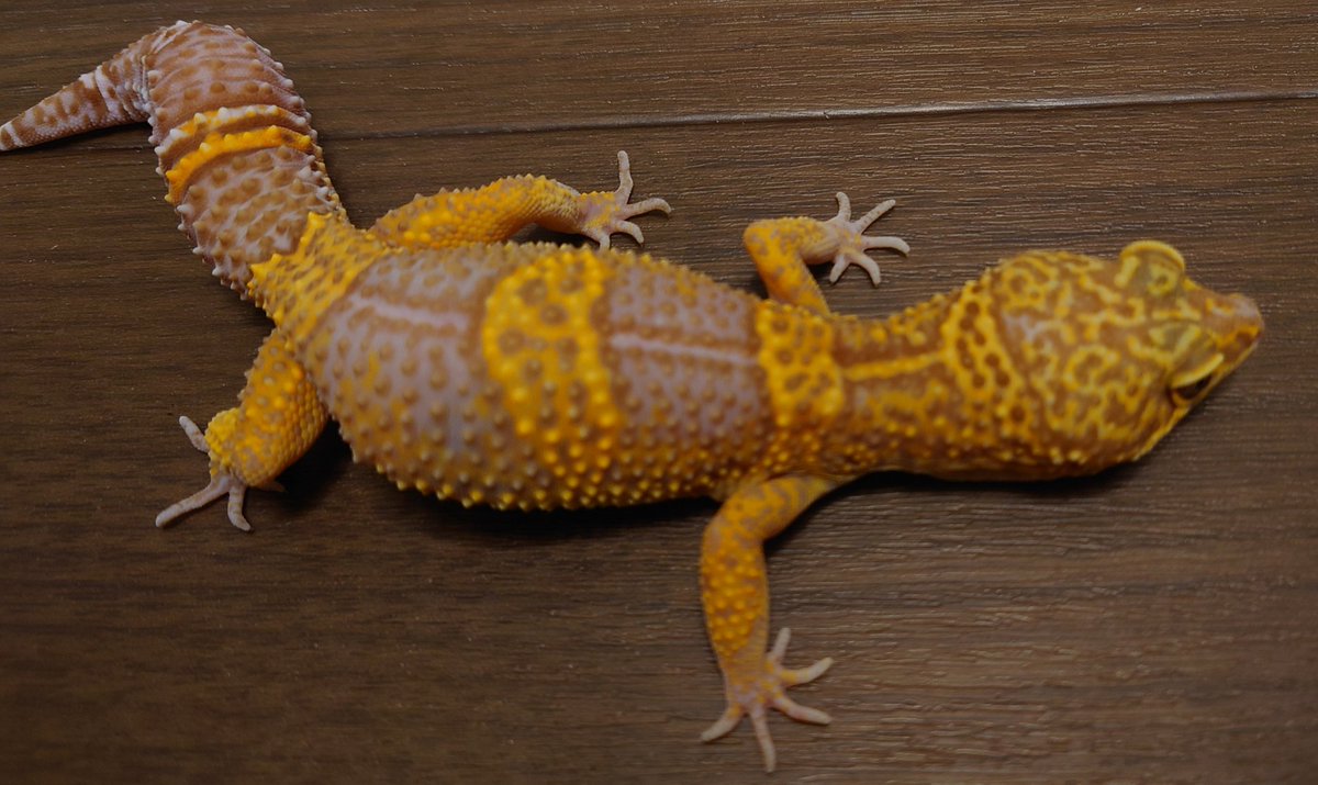 David Smith (@davidsmith1084) on Twitter photo 