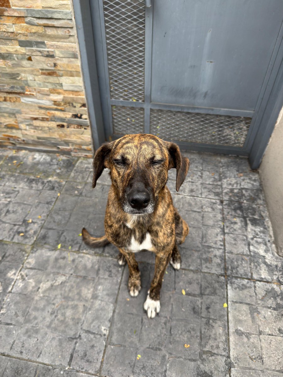 candelacobain's tweet photo. X FAVOR TRANSITO URGENTE para BUDÍN. Lo encontramos en CASTELAR SUR, es muy bueno y parece ser que está abandonado y/o perdido hace varios días. La persona que lo transita en este momento se va de viaje y ya no lo puede tener más y tiene otro perro que se lleva mal c/otros. https://t.co/YJg573Fjbo