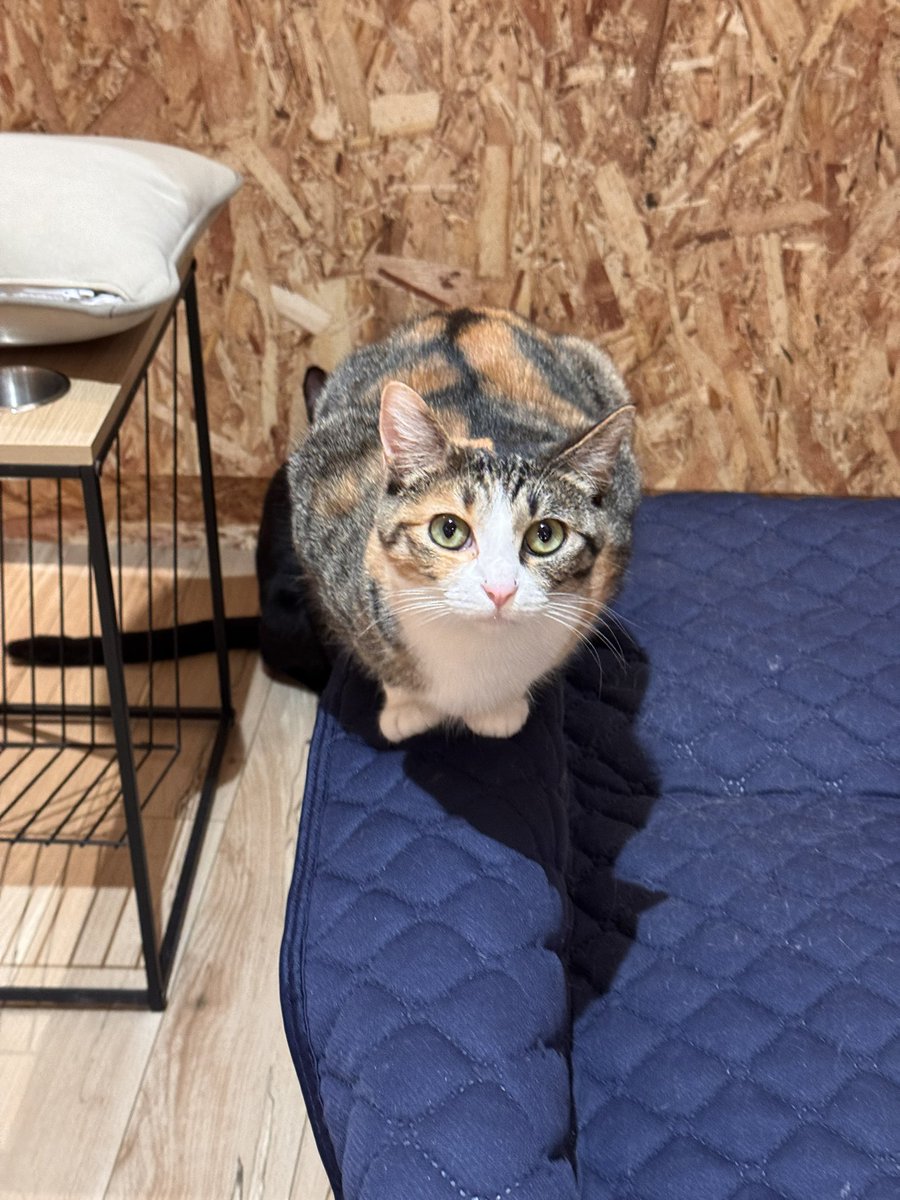 知りたい…🤔

なぜ猫はフツーだと危ないと思われそうな細い場所を好むのか…☹️

本日定休日明けで猫たちも体力有り余ってるいます！

天気も良く、ぜひご来店お待ちしております🍀

#猫カフェ　#保護猫カフェ