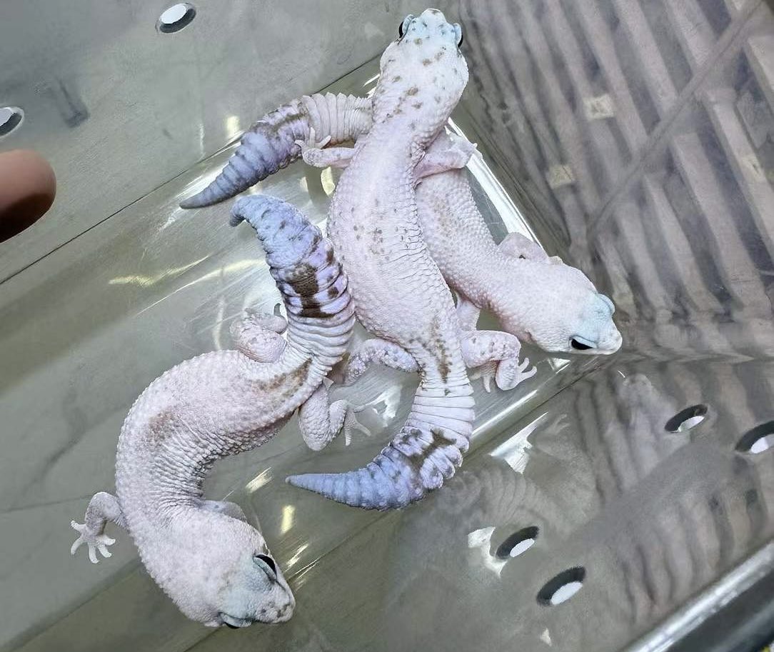 David Smith (@davidsmith1084) on Twitter photo 