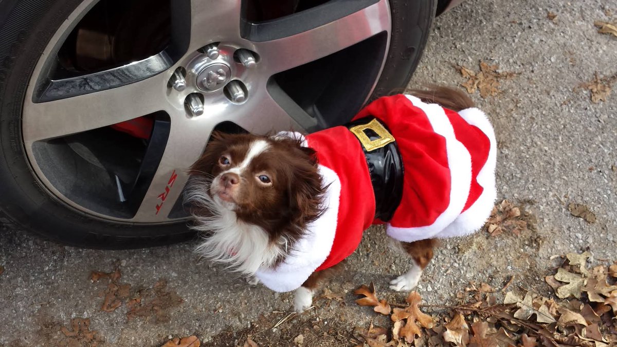 BuffReverend's tweet photo. @_XDogs Her name was Trinket and she was the most amazing dog ever. 1/2 Papillion and 1/2 Chihuahua, or a Chion. https://t.co/EVv2nh693A
