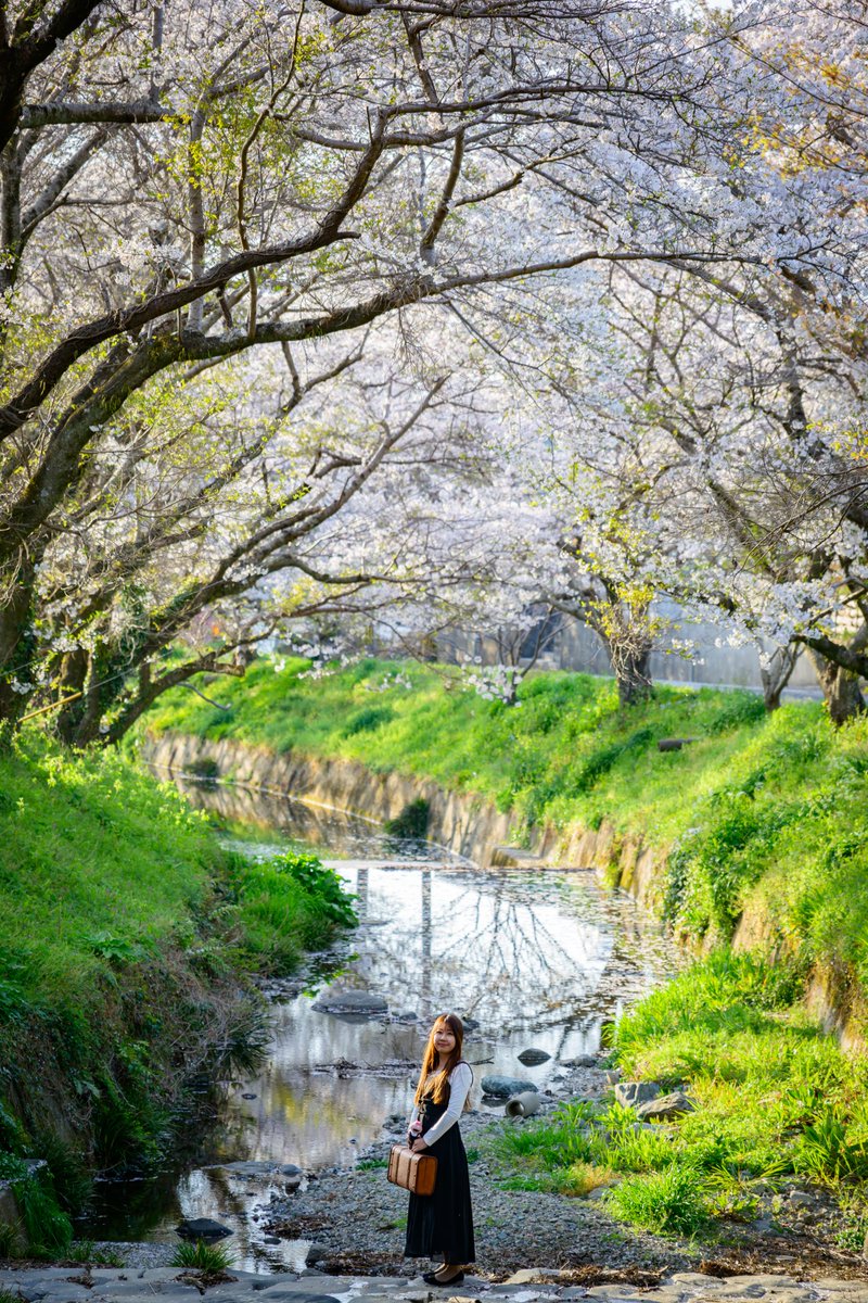 krime64Impala's tweet photo. 桜の季節が名残惜���い
Life with Nikon
#LifewithNikon
#Nikon https://t.co/Vjat5bQU5p