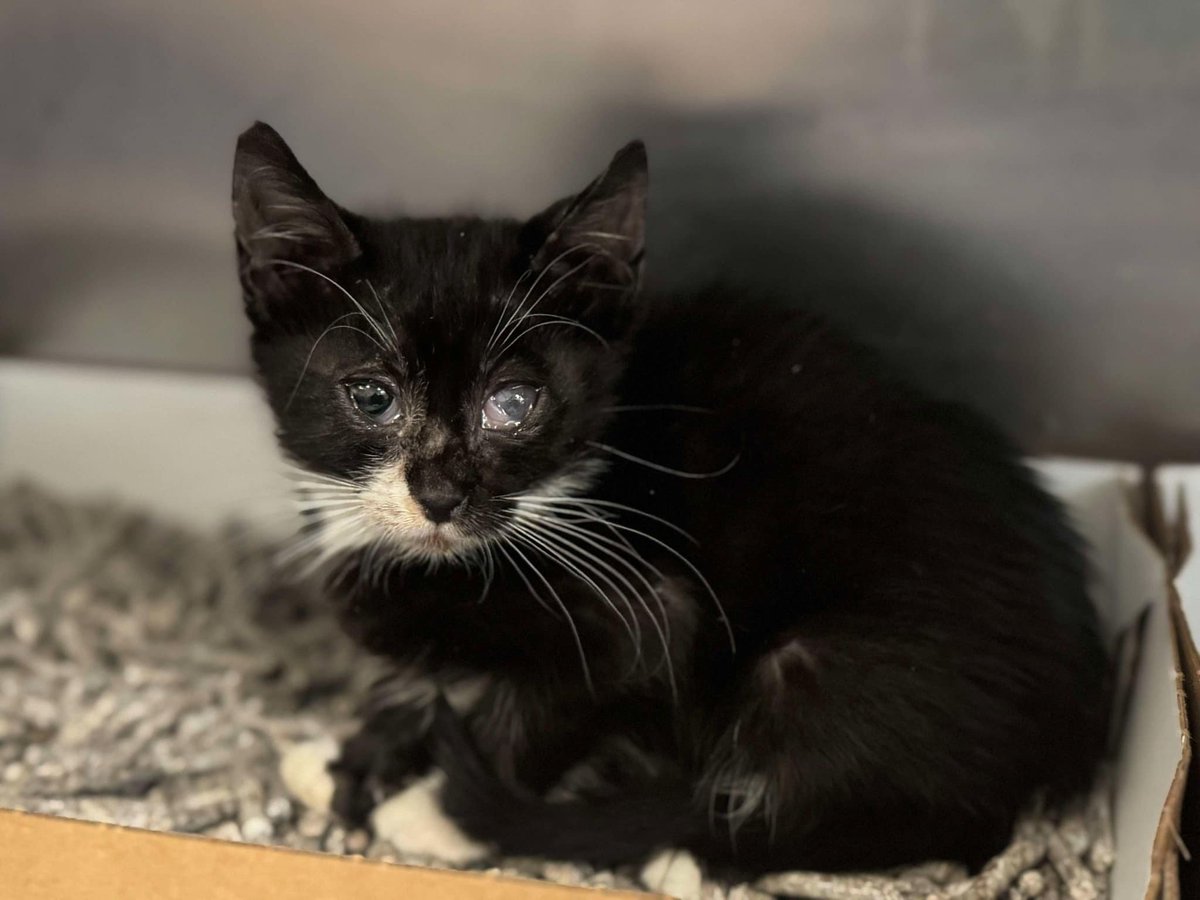 Suspense4568's tweet image. 🆘NEED FOSTER‼️GRAVE DANGER
⚠️DIES 4/16 #DallasTx EMAIL BY 11 AM
6 KITTENS RINGWORM FIRD 
Bucatini #A1245518
Ziti #A1245519
Orecchiette #A1245523
Gnocchi #A1245524
Spaghetti #A1245529
Linguine #A1245514
WRITE URGENT
FOSTER: dasfoster@dallas.gov
RESCUE: dasrescue@dallas.gov
#dfw