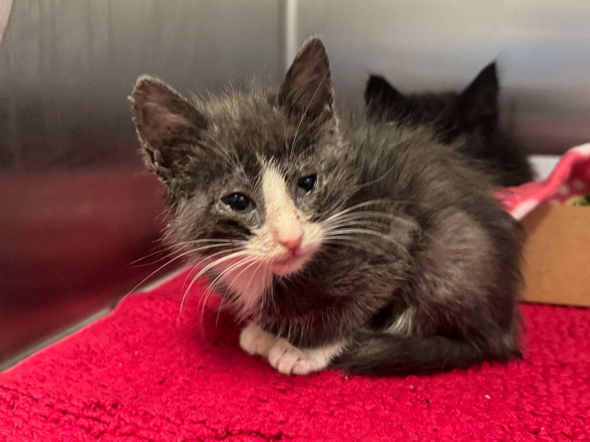 Suspense4568's tweet image. 🆘NEED FOSTER‼️GRAVE DANGER
⚠️DIES 4/16 #DallasTx EMAIL BY 11 AM
6 KITTENS RINGWORM FIRD 
Bucatini #A1245518
Ziti #A1245519
Orecchiette #A1245523
Gnocchi #A1245524
Spaghetti #A1245529
Linguine #A1245514
WRITE URGENT
FOSTER: dasfoster@dallas.gov
RESCUE: dasrescue@dallas.gov
#dfw