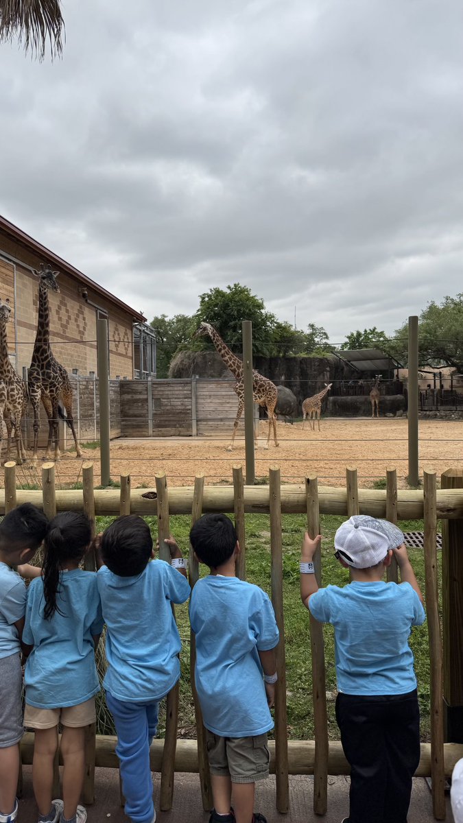 Vardeman_AISD's tweet photo. Our pre-k pandas had such a fun day at the zoo today! 🦒🦛🐒 https://t.co/OoN3GjSRGP