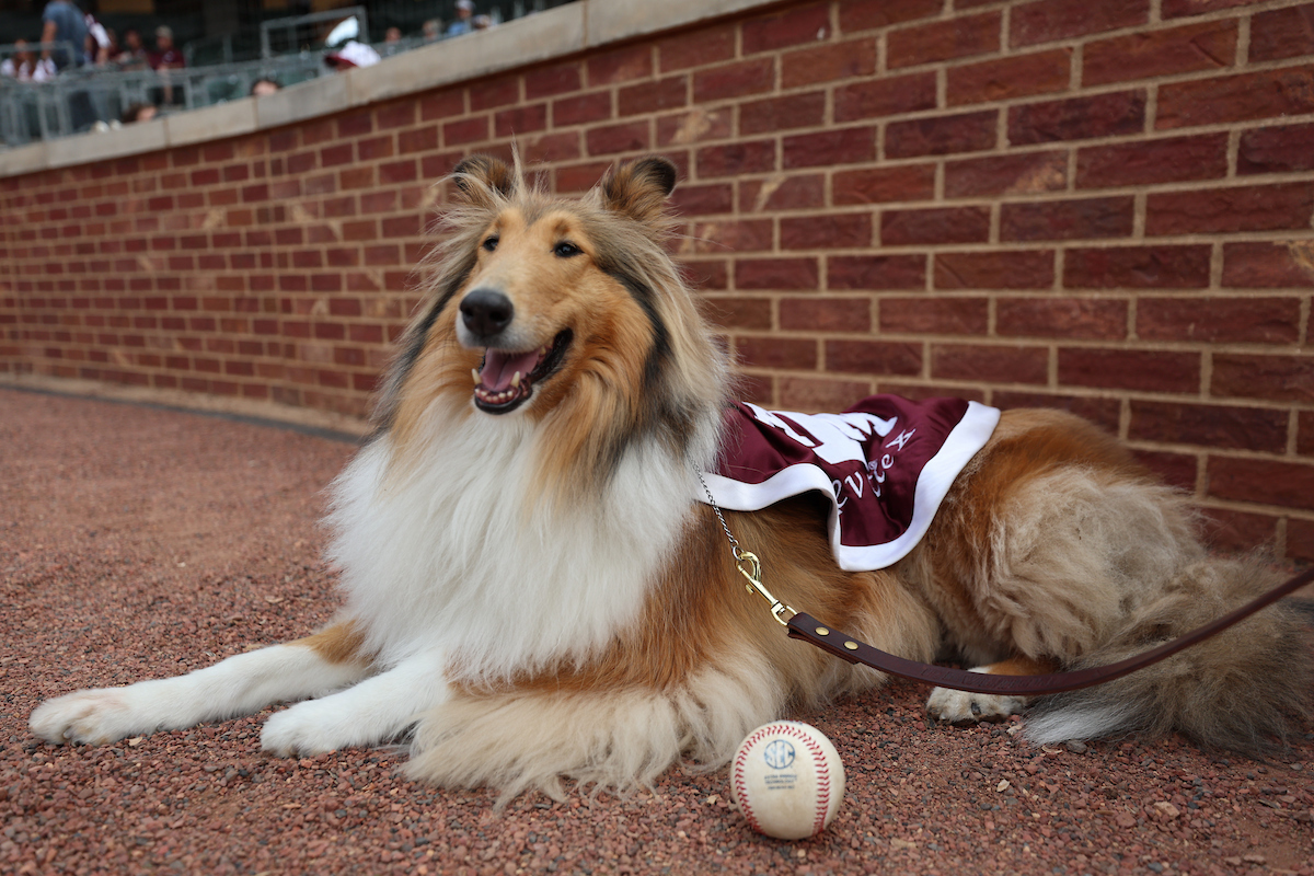 reveille's tweet image. They throw the ball how fast?? What a day to support my Fightin' Texas Aggie baseball team with my Wilson!
#TAMU #GigEm