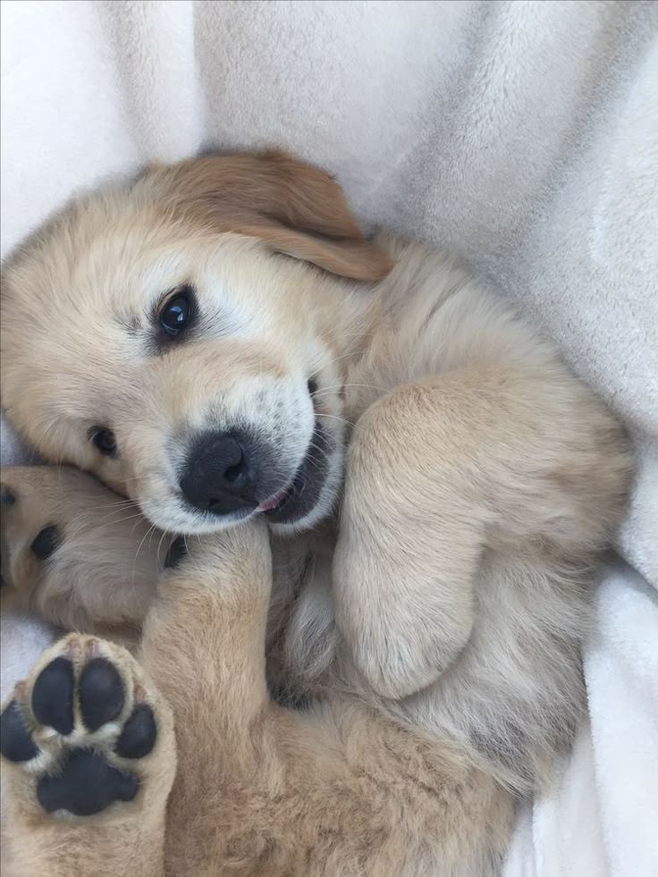 puppies_video's tweet photo. https://t.co/M3EiiawptK