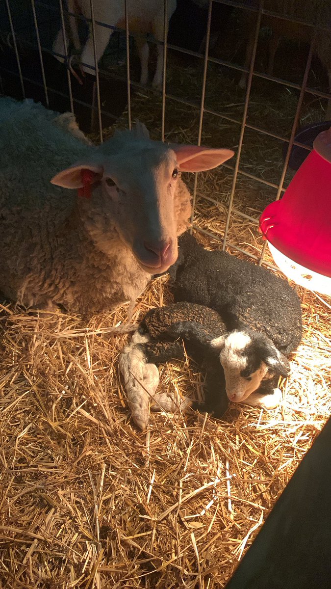 Meadowset Farm tweet media