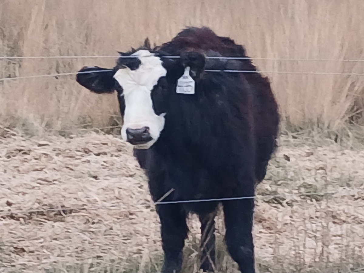 TheDailyCowman's tweet photo. Alcoholic beverage companies should pay the beef checkoff

Nobody has benefited more from sad drinking,happy drinking,pissed off drinking and anxiety drinking than the alcohol industry from people that own #cattle

Today started with a power failure and went downhill https://t.co/EyPXUou2u4