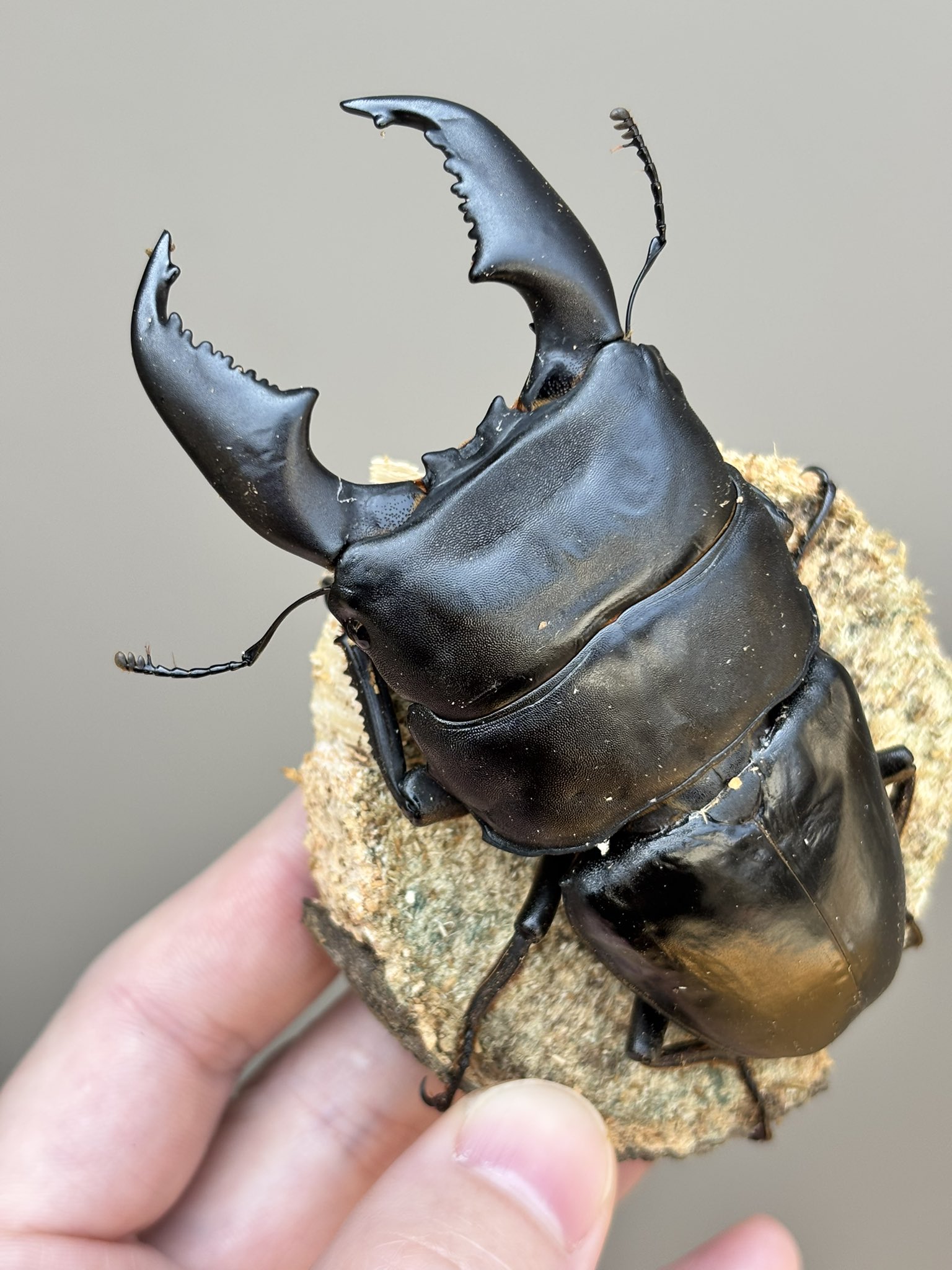 ぷてらす　ヘルクレスオオカブト 他 DH ヘラクレス オオカブト 成虫 ♂♀ ペア ♂135mm
