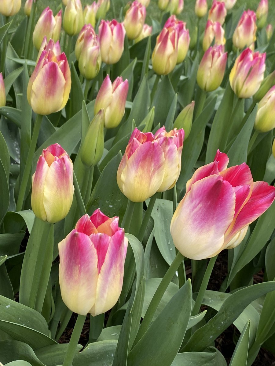One more for Tulip Tuesday! Sweet dreams. #flowers #gardening #spring
