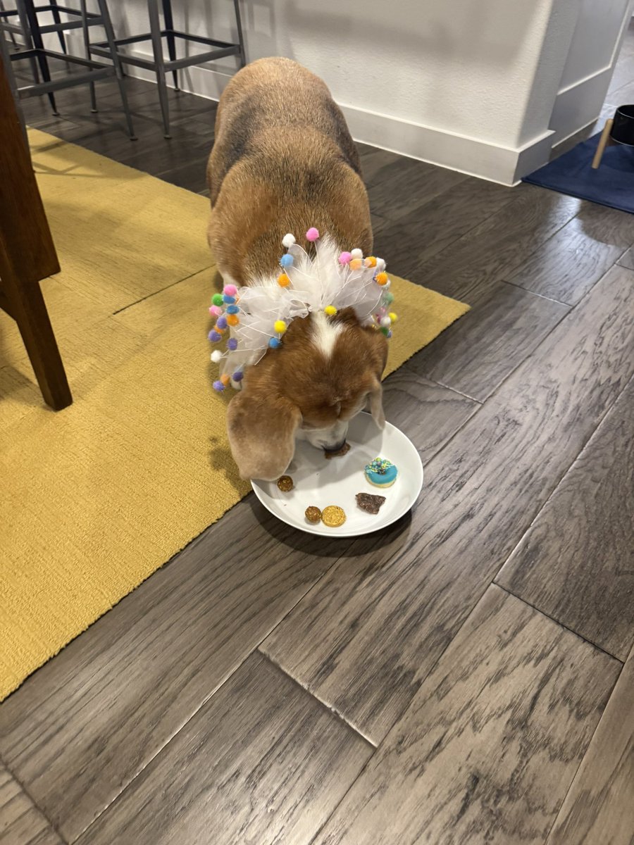 Miles the Beagle tweet media