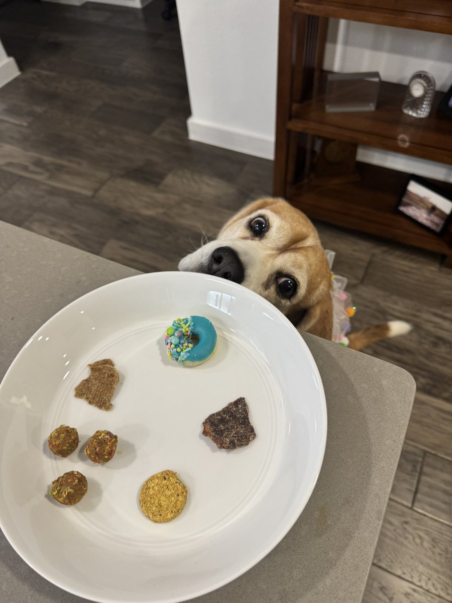 Miles the Beagle tweet media