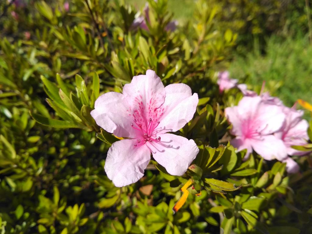 ウライツツジ Rhododendron kanehirae E.H.Wilson ツツジ園で開花し
