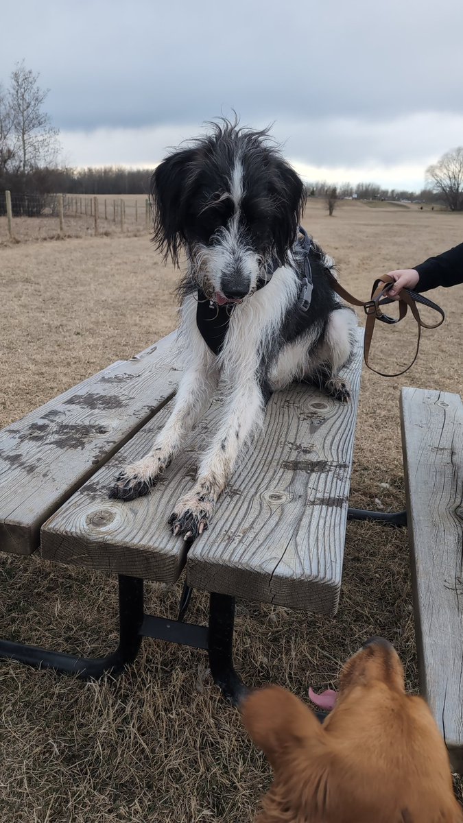 Norman may have learned a bad habit today.