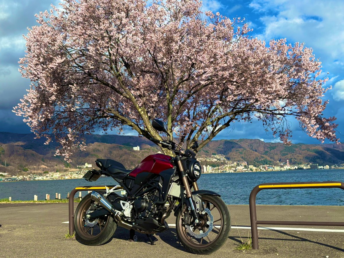 🌸お花見🌸