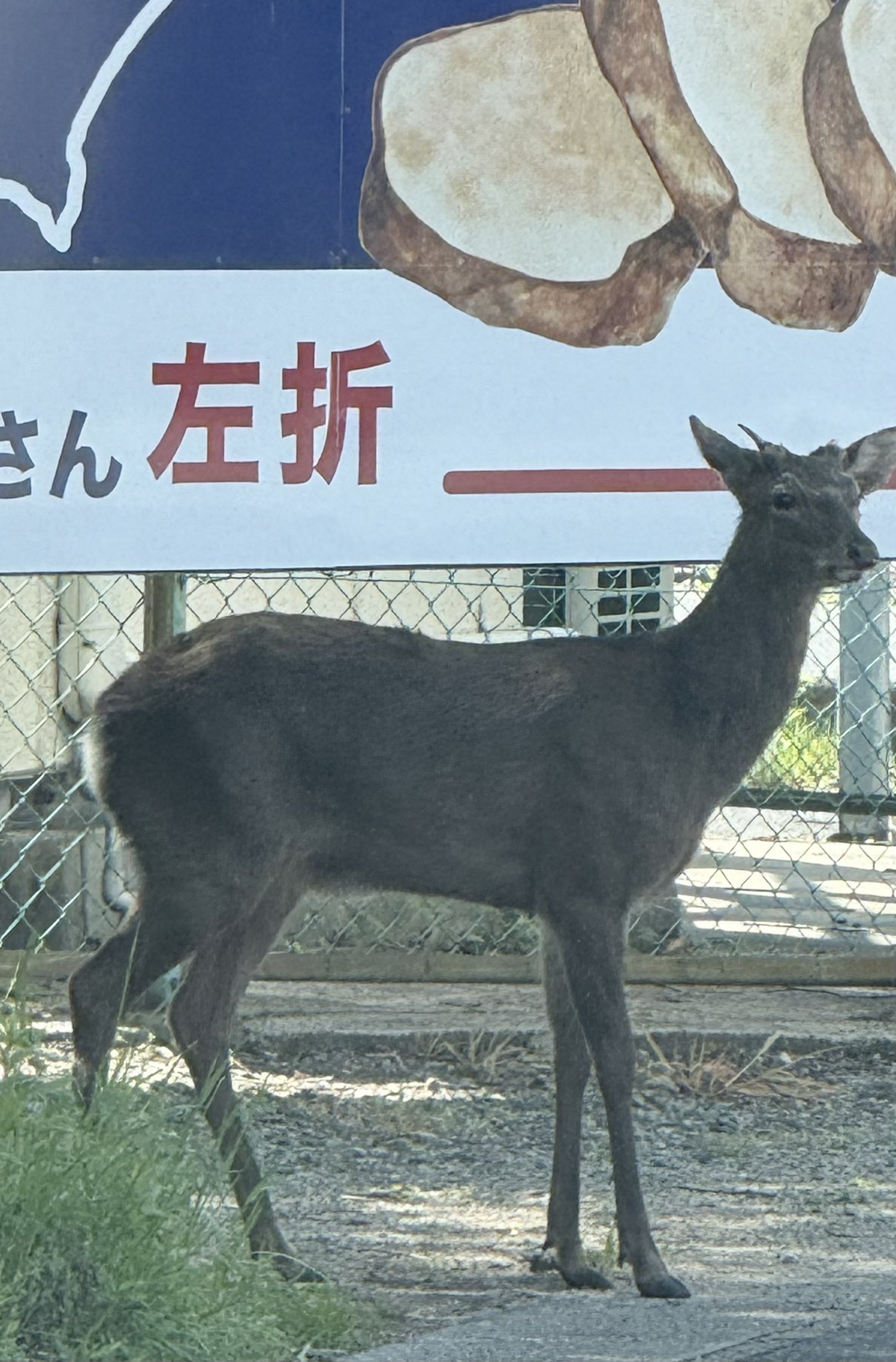 ぢゅん on X: 