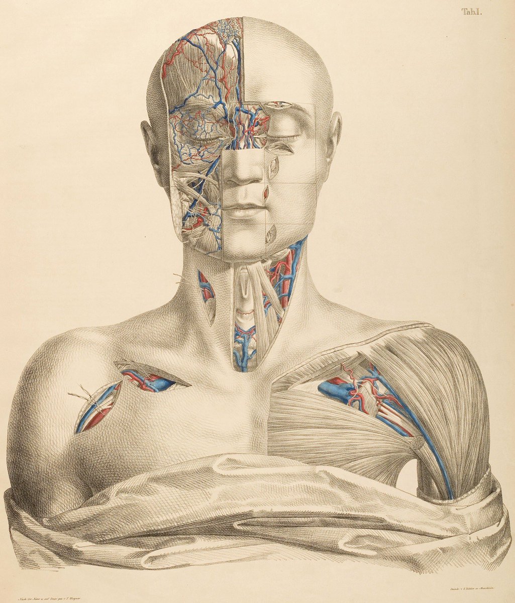 Beautiful surgical anatomy illustration from 1846 #histmed #histsurg #anatomy #pastmedicalhistory