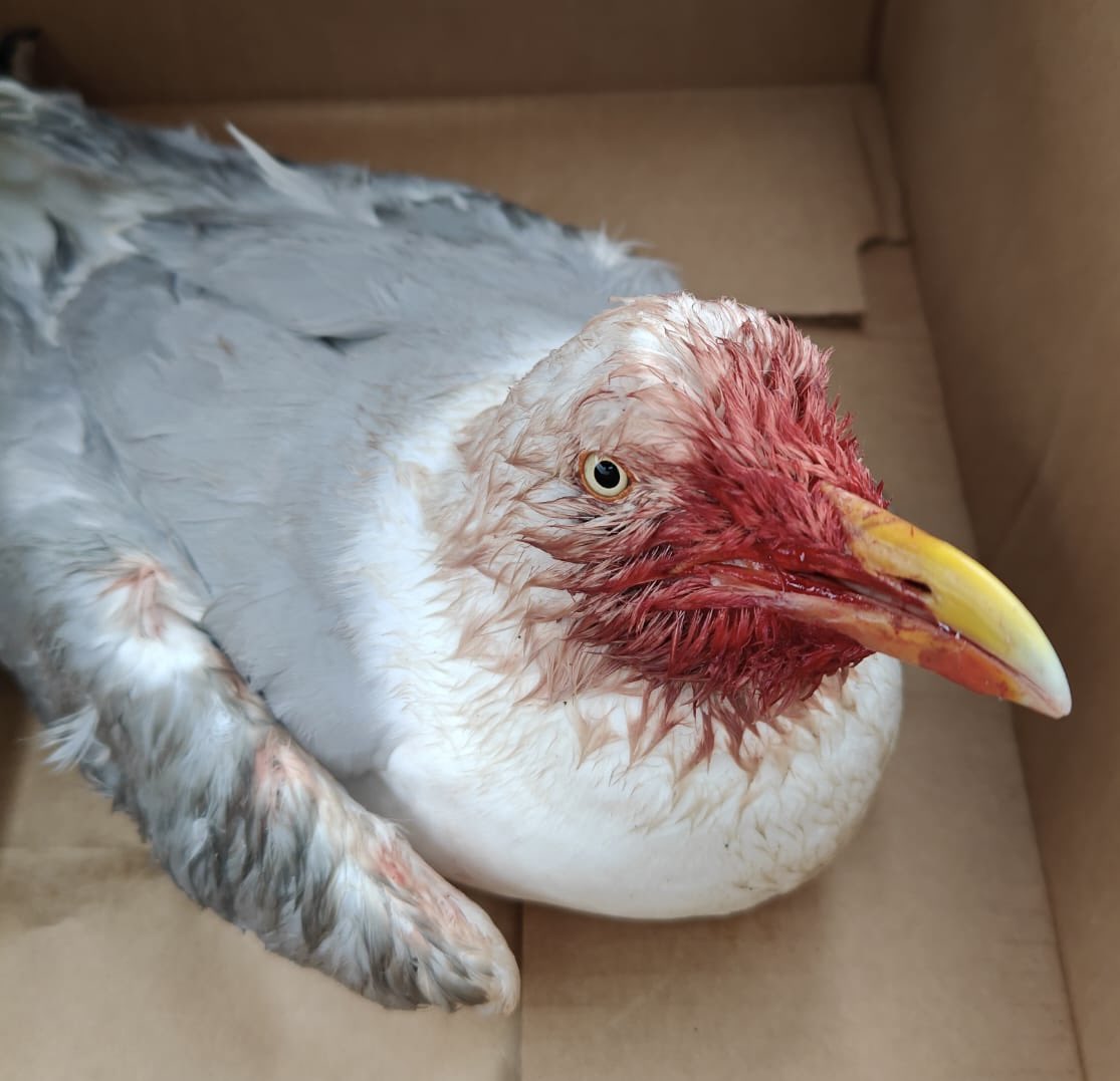 SilverFeather tweet media