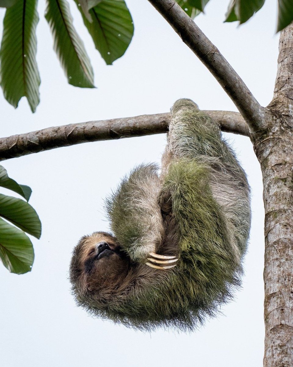 Slothgift's tweet photo. Living the dream, one nap at a time. 😴🦥 This sloth knows the secret to true relaxation—find a comfy spot, hang tight, and drift off into bliss. 🌿💤
#SlothLife #NapTime #SlowAndSteady #ChillVibes #TreeTopDreams https://t.co/NvBY81S6F9